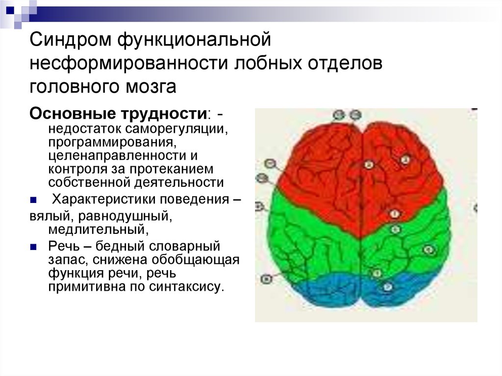 Функции отделов и долей головного мозга