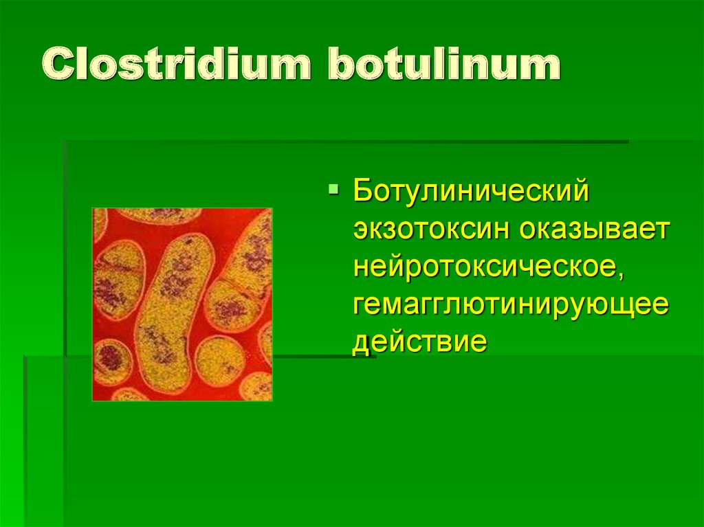 Clostridium botulinum презентация