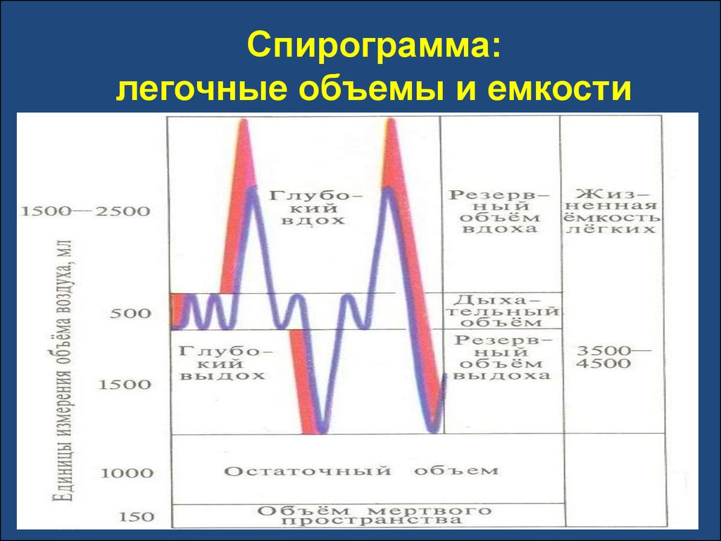 Спирограмма