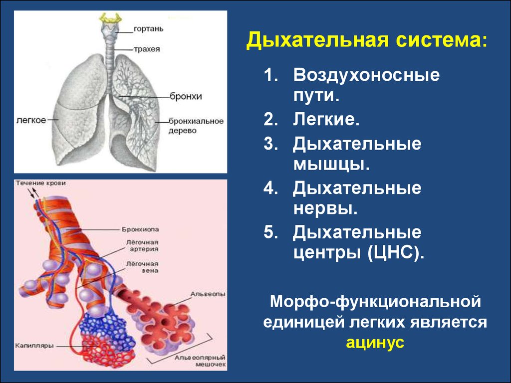 Воздухоносные пути человека рисунок