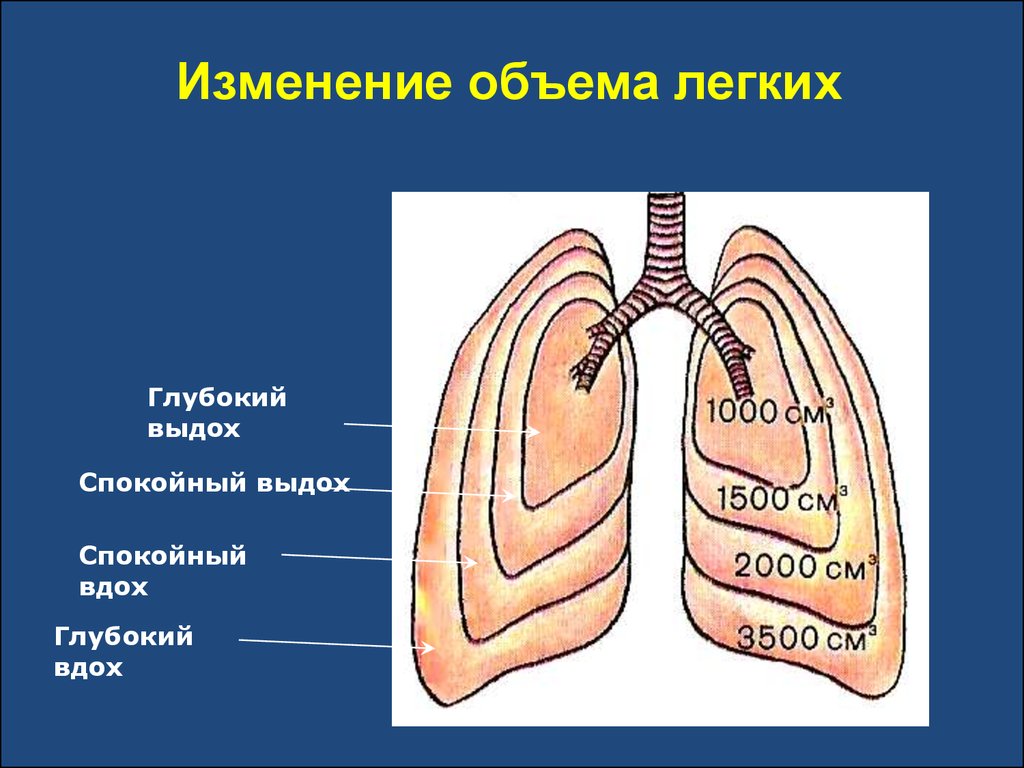 Объем глубокого вдоха. Механизм дыхания жизненная емкость легких. Легочные объемы физиология дыхания. Дыхательный объем легких. Выдох физиология.
