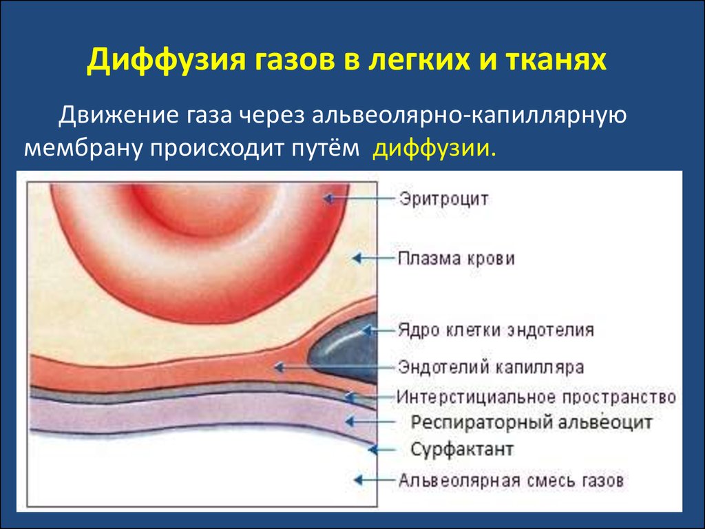 При диффузии газов в легких происходит. Альвеолярно капиллярная мембрана строение. Диффузия кислорода через альвеолярно-капиллярную мембрану. Альвеолокапелярная Мем. Альвеолярные капиляоная мембраны.