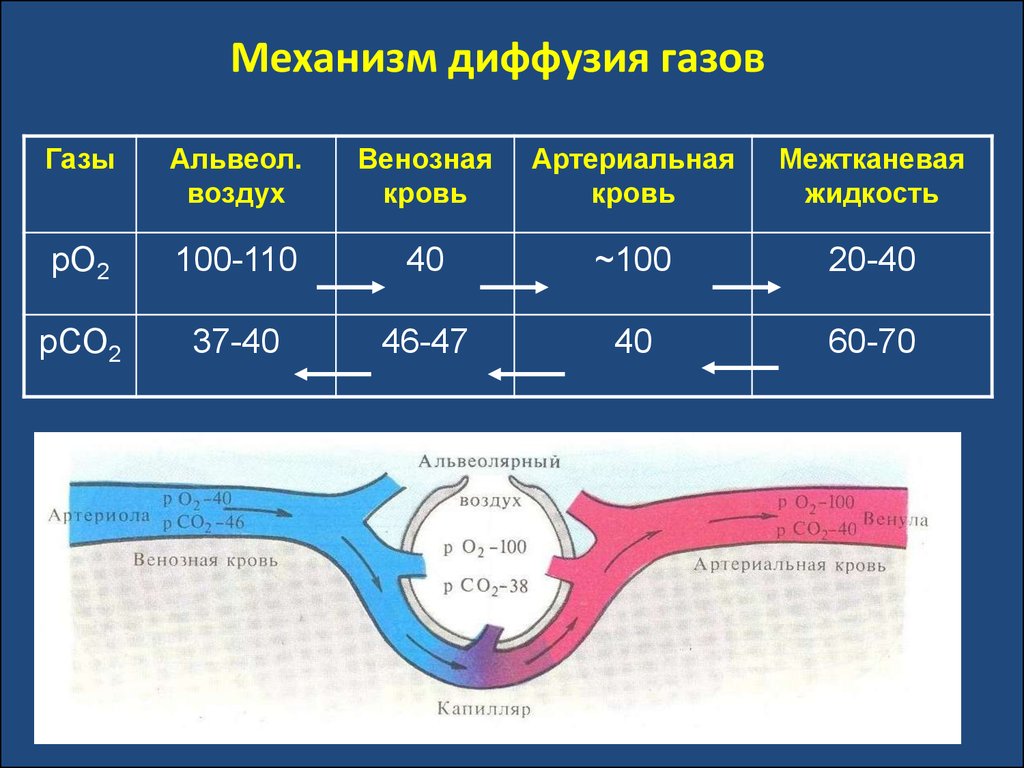 Диффузия тканей. Механизм диффузии газов в легких. Газообмен между кровью и тканями. Описать механизм диффузии газов. Схема диффузии газов в легких.