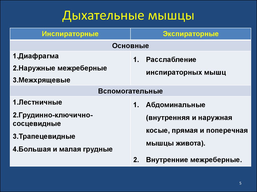 Мышцы дыхания. Основные и вспомогательные дыхательные мышцы. Основная и вспомогательная дыхательная мускулатура. Вспомогаеельнаые дыхательных мышцы. Экспираторные дыхательные мышцы.