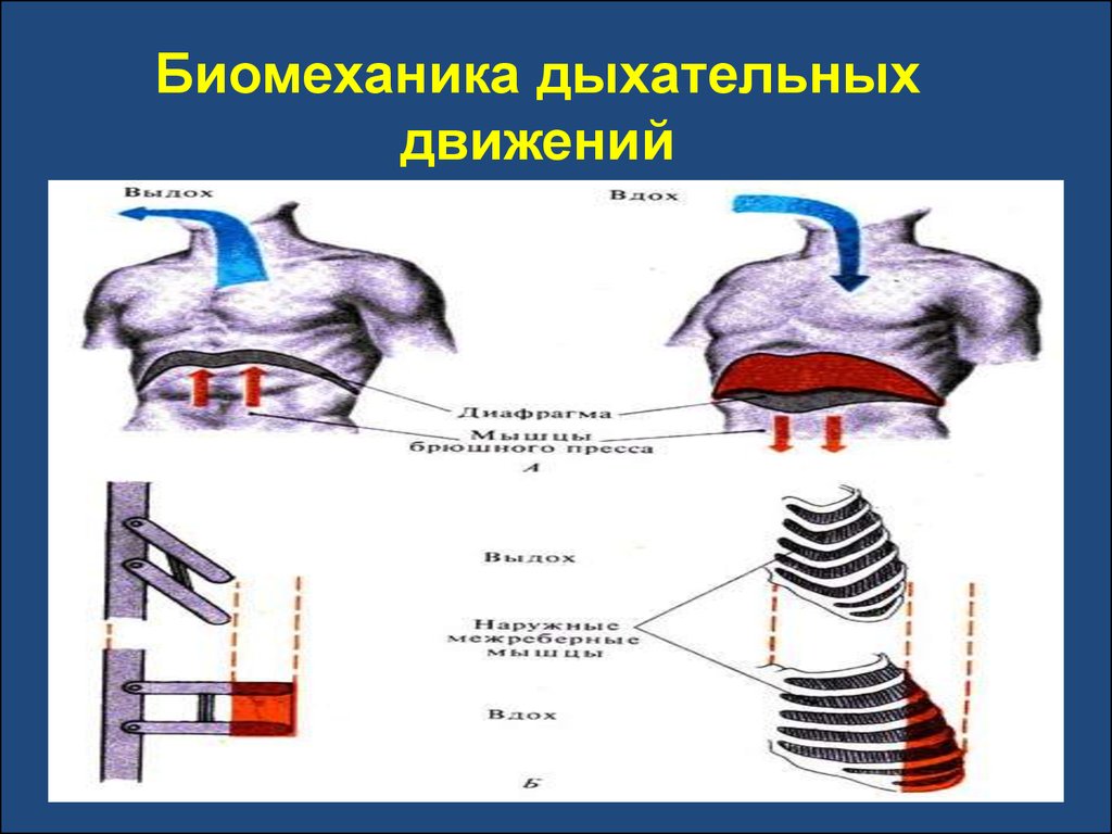 Биомеханика внешнего дыхания презентация