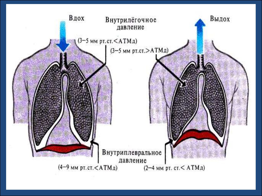 Выдох это. Внутриплевральное и внутрилегочное давление. Физиология вдоха. Физиология дыхания человека схема. Внутриплевральное и внутрилёгочное давление при вдохе и выдохе.