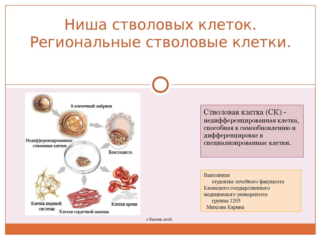 Стволовые клетки отзывы. Региональные стволовые клетки. Регионарные стволовые клетки. Ниша стволовых клеток. Ниша стволовой клетки.