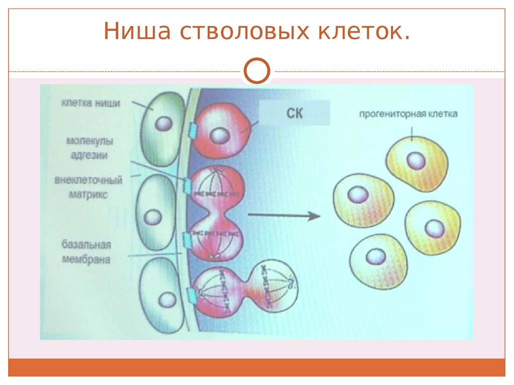 Состав стволовых клеток. Ниша стволовых клеток. Ниша гемопоэтических стволовых клеток. Прогениторные клетки это стволовые клетки. Ниша стволовой клетки презентация.