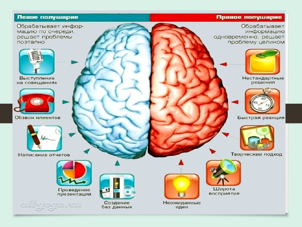Асимметрия мозга презентация