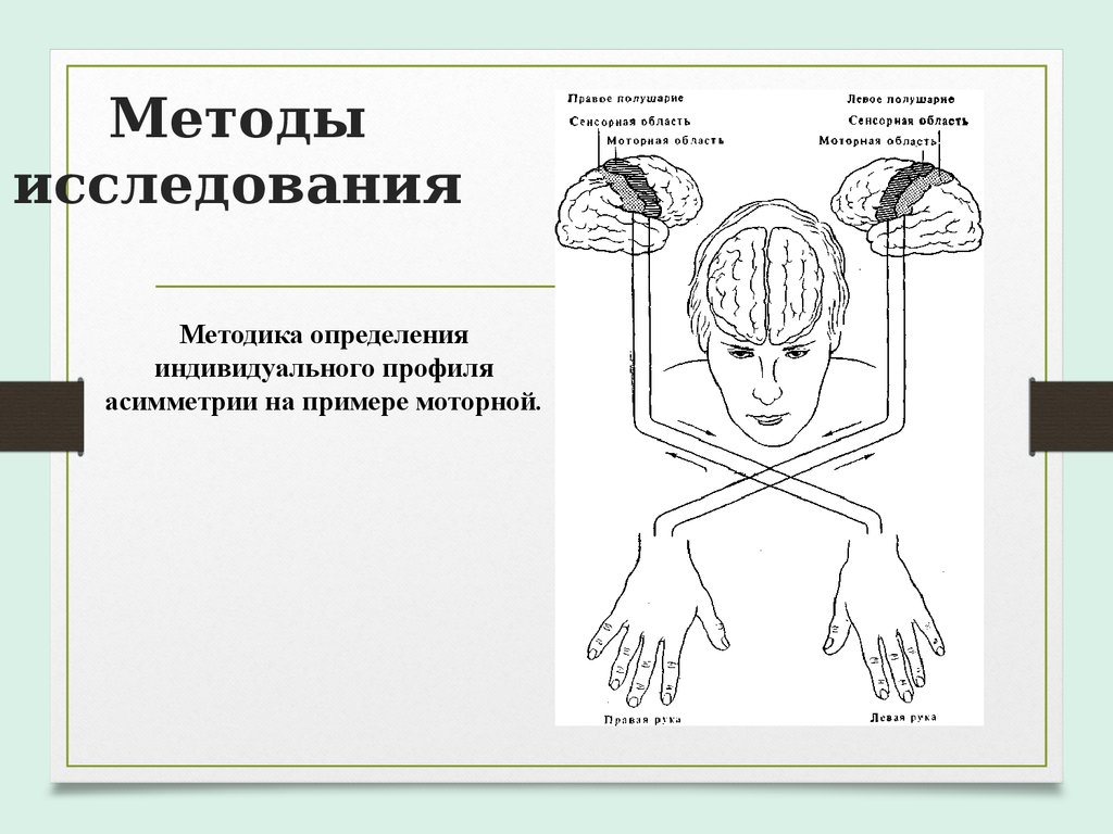 Функциональная асимметрия мозга картинки