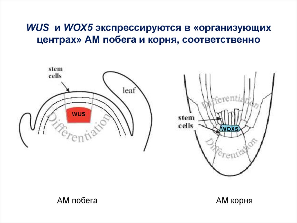 Соответственно корень. Генетический контроль в организующих центрах корня и побегам.