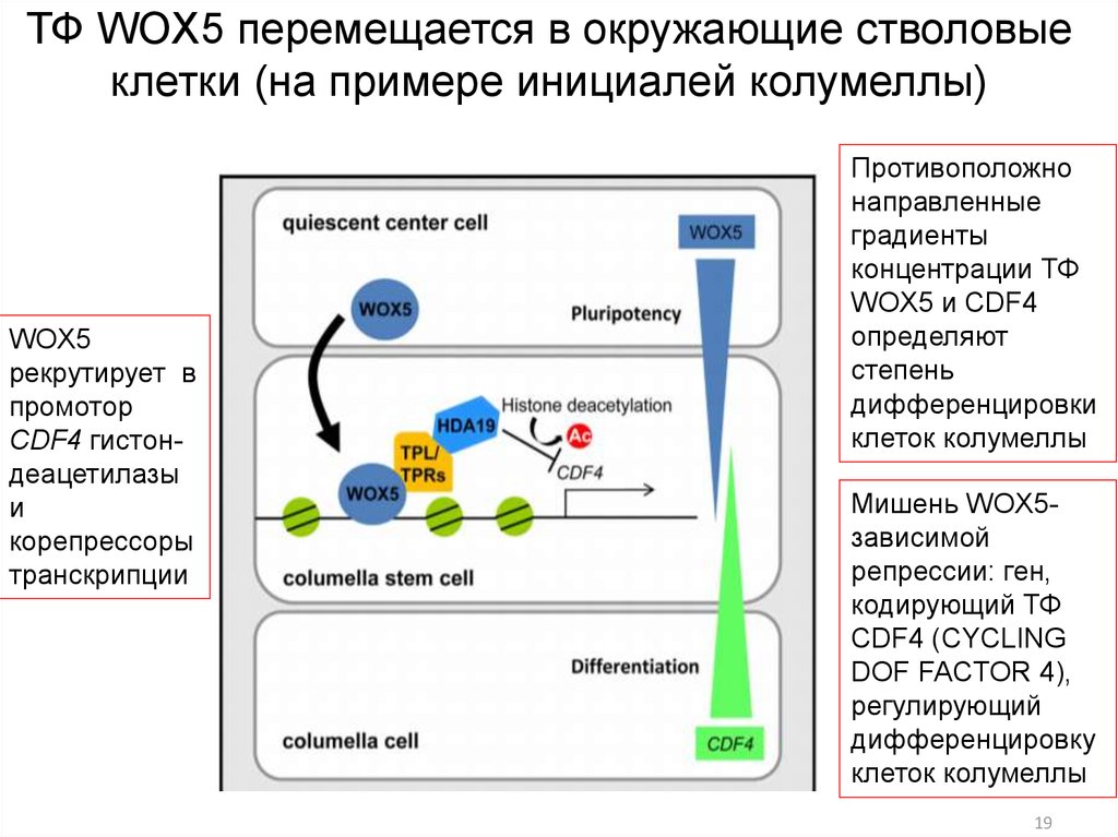 Генетический контроль развития растений. Молекулярно-генетические механизмы. Молекулярно-генетические механизмы эволюции. Дифференцировка клеток. Генетический контроль развития. Молекулярно-генетические механизмы дифференцировки..