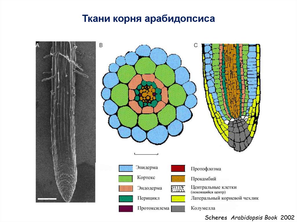 Растительные ткани корня. Ткани корня перицикл. Строение корня ткани. Прокамбий анатомия растений. Ткани Корян.