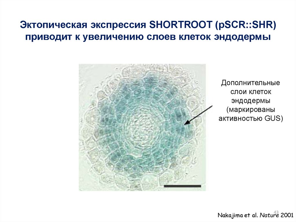 Диффузная экспрессия клеток. Эктопический механизм. Эндодерма.