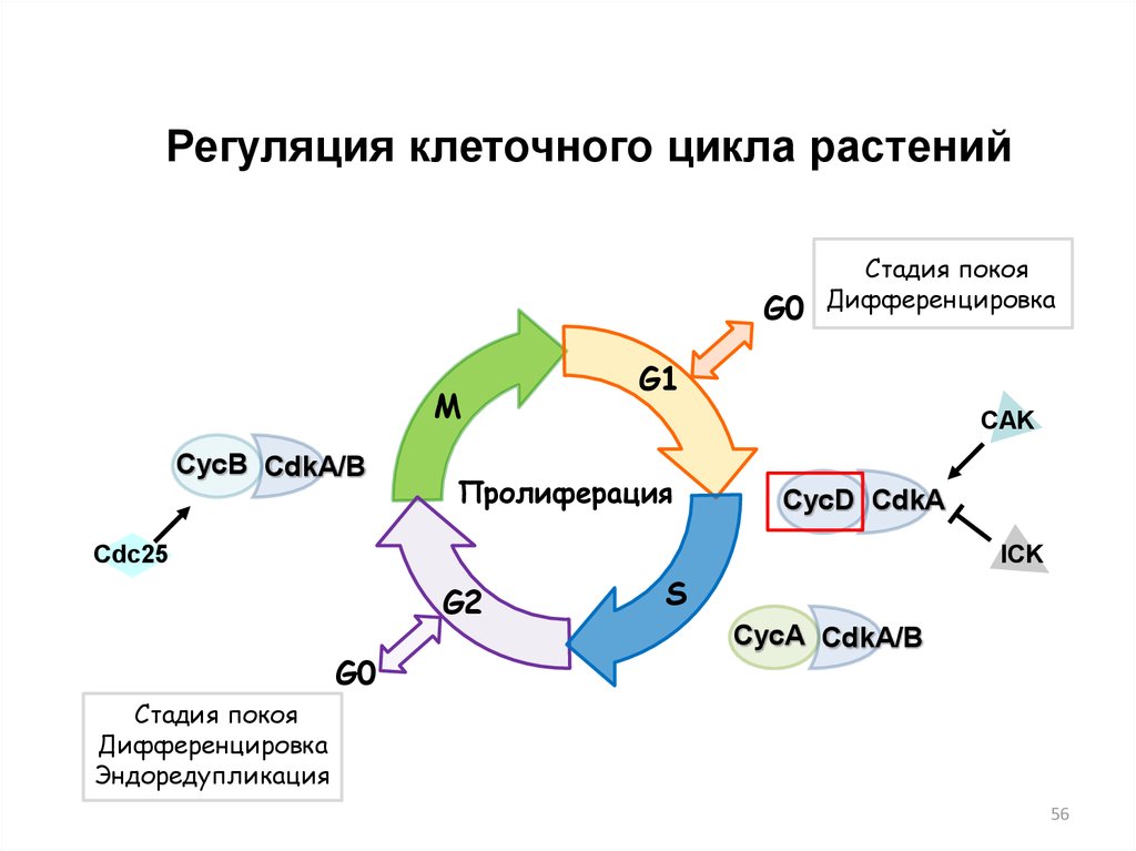 Установите последовательность процессов жизненного цикла клетки. Молекулярные механизмы регуляции клеточного цикла. Клеточный цикл регуляция клеточного цикла. G2 стадия клеточного цикла. Функции регуляторов клеточного цикла.