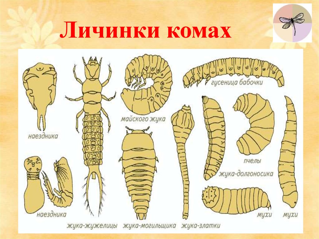 Как рисовать личинок