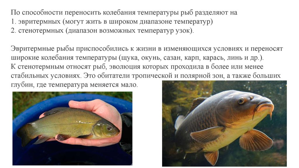 Примеры группы рыбы. Эвритермные рыбы. Экологические группы рыб. Стенотермные рыбы. Рыбы способности.