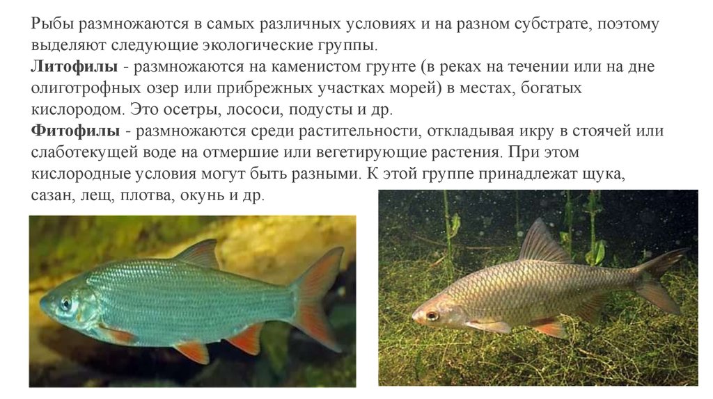 Примеры группы рыбы. Экологические группы рыб. Литофилы рыбы. Рыбы размножаются. Различные экологические группы рыб.