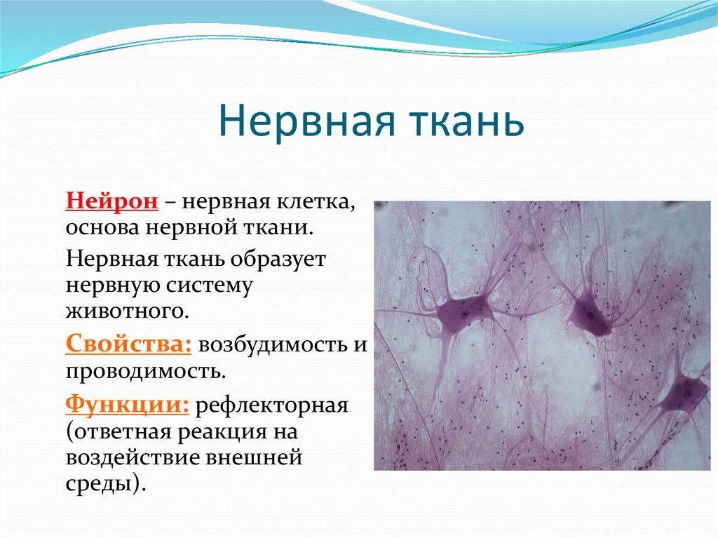 Нервная ткань состоит из собственно нервных клеток. Структура и функции нервной ткани. Нервная ткань функции 5 класс биология. Строение нервной ткани животных. Особенности строения нервной ткани.