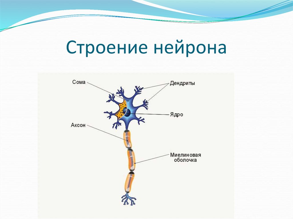 Название нервной клетки. Из чего состоит нервная клетка. Строение нейрона и функции его частей. Как называются части нервной клетки. Строение нейрона рисунок.