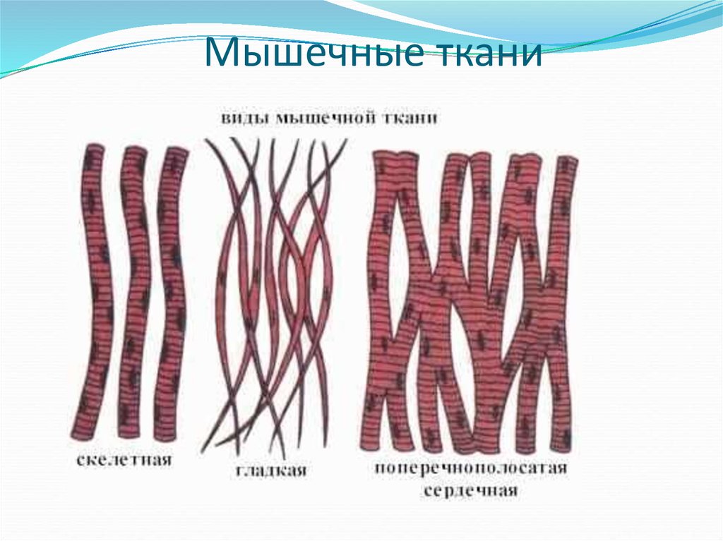 Состав какого органа входят мышечные клетки изображенные на рисунке