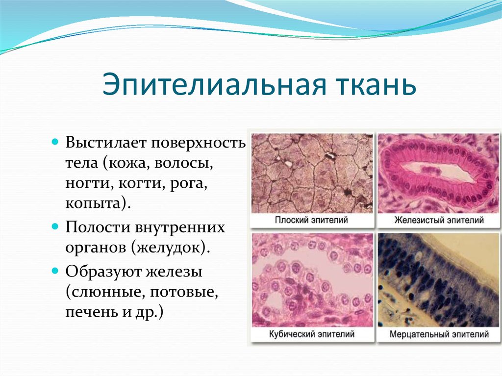 Пример эпителиальной ткани человека. Органы животных эпителиальная ткань. Эпителиальная ткань животных строение и функции. Строение клетки эпителиальной ткани человека. Ткани животных эпителиальная ткань 5 класс.