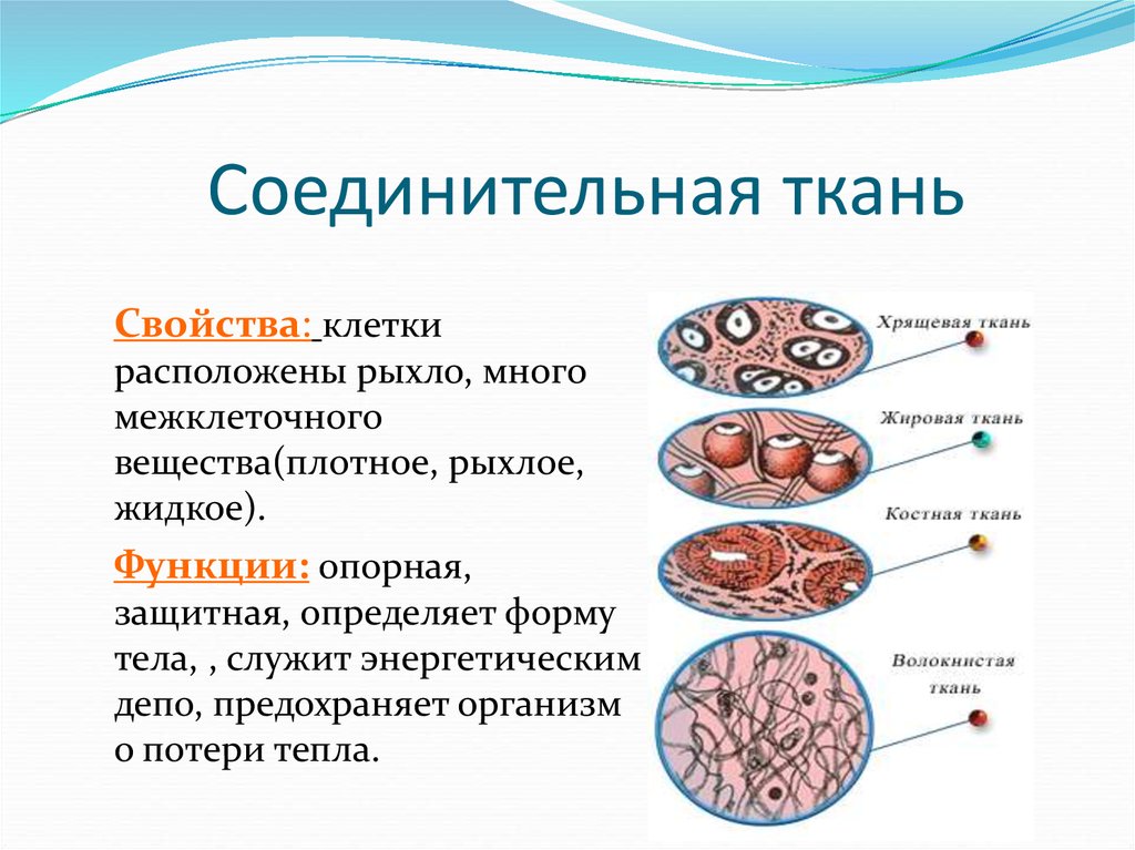Какие органы входят в соединительную ткань. Строение соединительной ткани 8 класс биология. Функции соединительной ткани 8 класс биология. Строение соединительной ткани 8 класс. Ткани организма человека соединительная ткань.