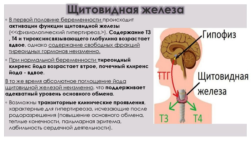 Железы беременности. Функции щитовидной железы. Щитовая железа функция. Щитовидная железафункци. Функции щитовидройжелезы.