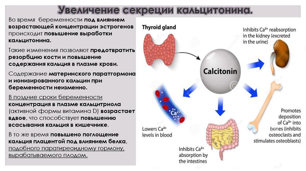 Низкий ионизированный кальций. Нарушение секреции кальцитонина. Влияние кальцитонина на уровень кальция в крови:. Кальцитонин секретируется. Кальцитонин регуляция секреции.