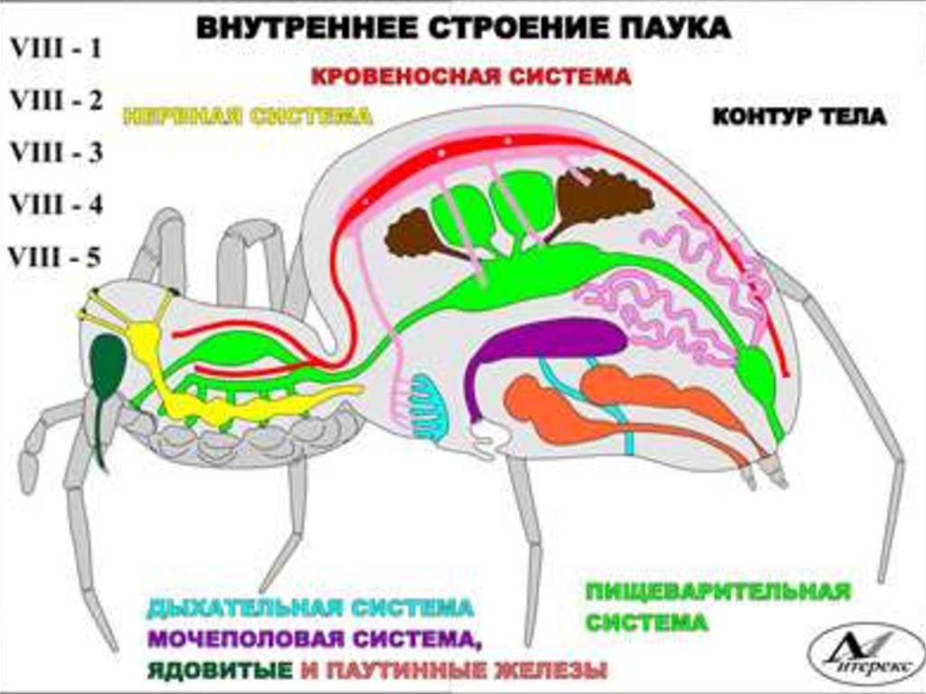 Строение паука. Внутреннее строение паука птицееда. Строение органов паука. Внешнее и внутреннее строение паука. Строение внутренних органов паука.