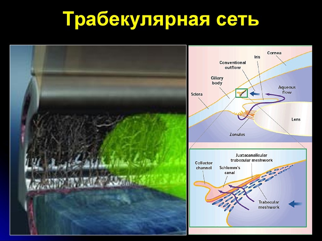 Гидродинамика глаза. Трабекулярная сеть. Трабекулярная сеть глаза. Трабекулярный аппарат глаза. Схема строения трабекулярной сети.