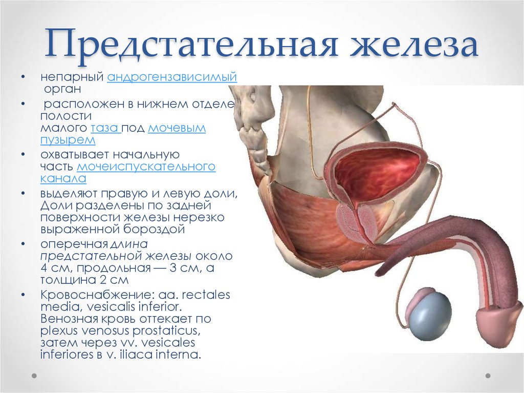 Предстательная железа. Предстательная железа строение и функции. Анатомия человека предстательная железа у мужчины. Функция предстательной железы у мужчин. Строение предстательной железы у мужчин.