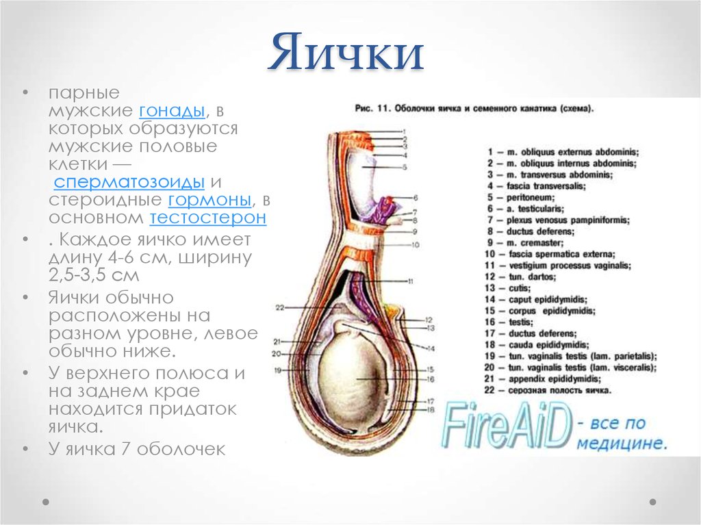 Мужские яички органы. Анатомия яичка и семенного канатика. Семенной канатик схема. Семенной канатик строение оболочки. Строение яичка семенной канатик.