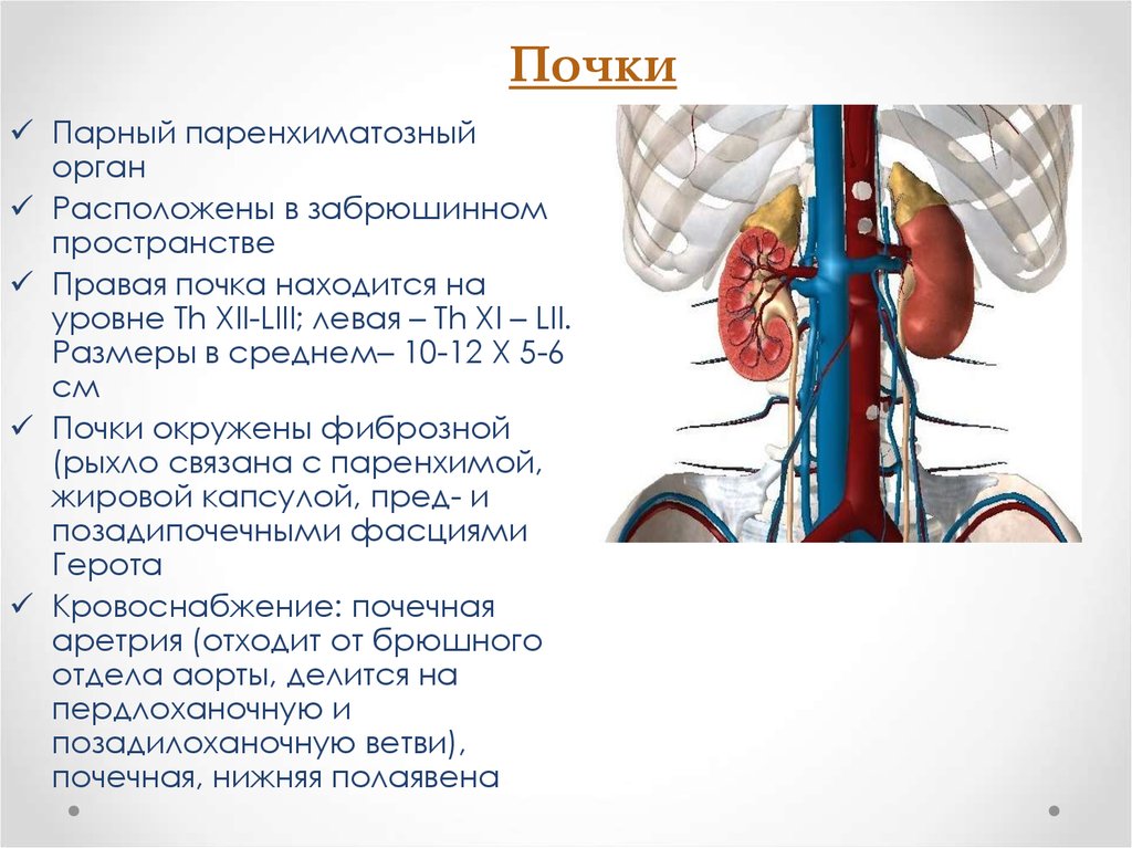 Парным органом. Почка полый или паренхиматозный орган. Почки расположены в забрюшинном пространстве. Почки расположены на уровне.