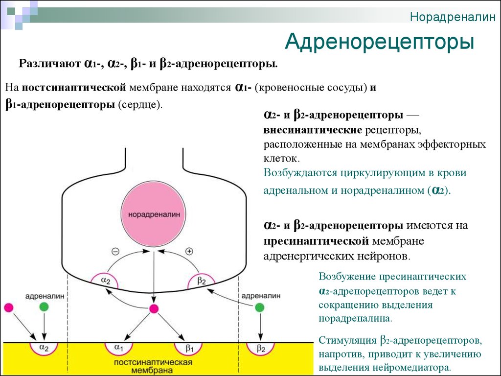 Норадреналин синапс. Пресинаптические бета 2 адренорецепторы. Альфа рецепторы механизм действия. Норадреналин на Альфа рецепторы. Адренорецепторы постсинаптической мембраны.