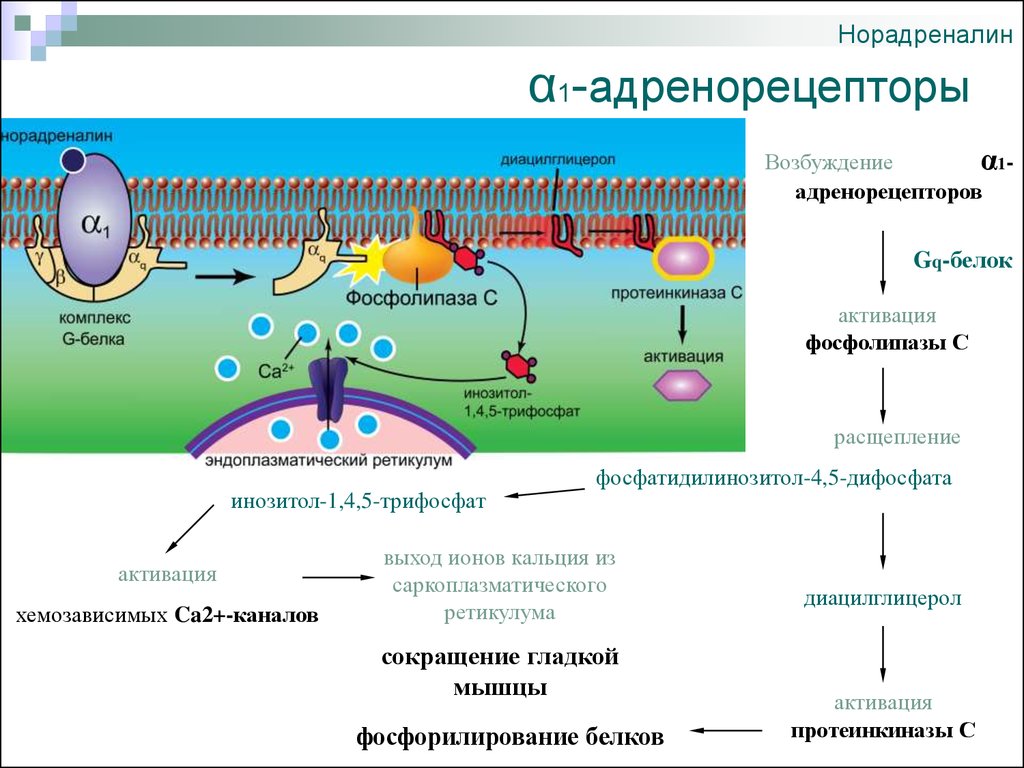 Альфа адренорецепторы. Активация адренорецепторов. Активация бета 2 адренорецепторов. Норадреналин и в1 адренорецепторы. Активация бета 1 адренорецепторов.