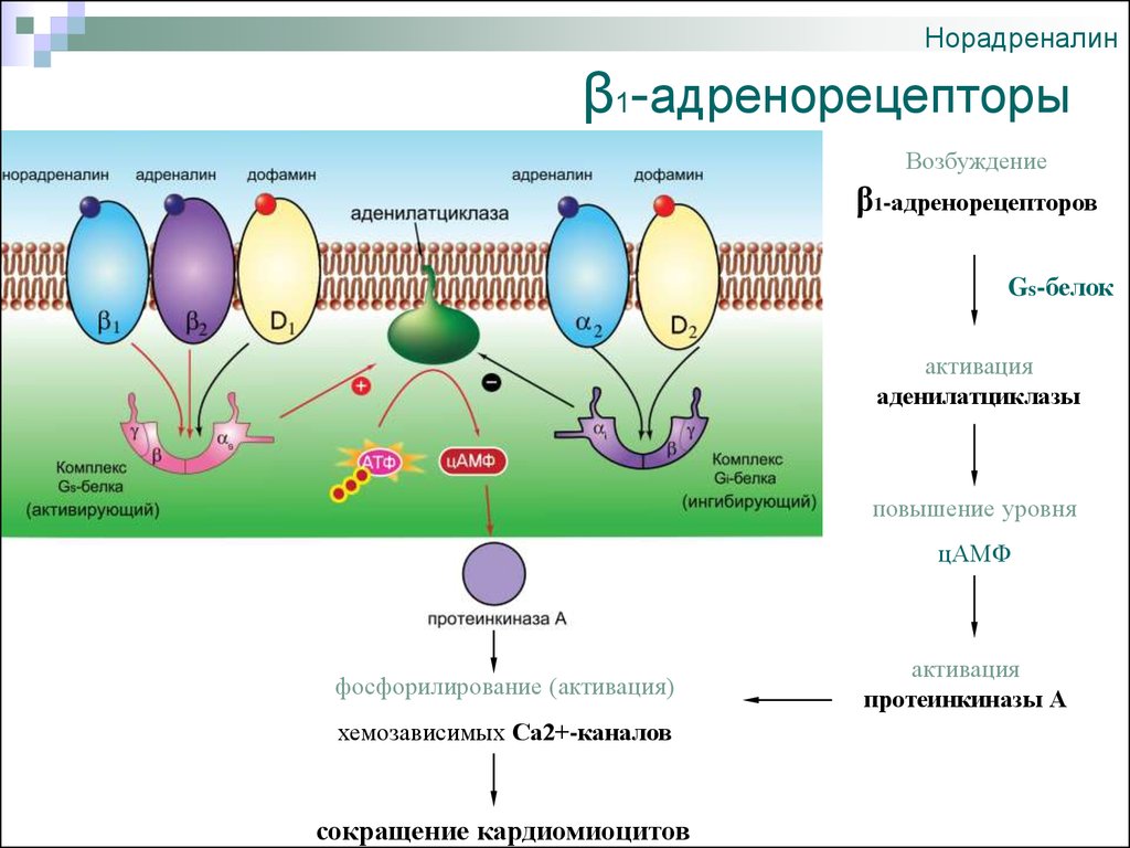 Адреналин образуется