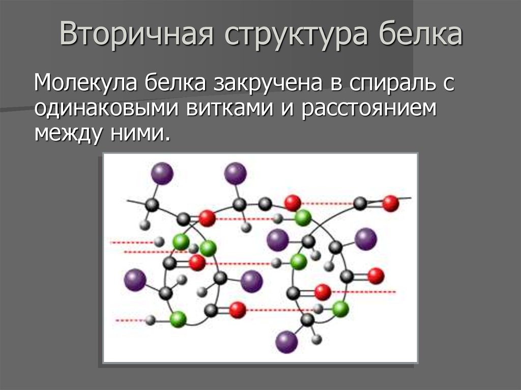 Линейная молекула белка