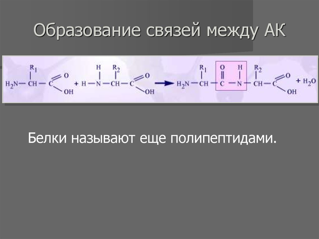 Полипептиды функции. Характеристика полипептидов. Белок связи между АК. Связи между АК. Для каких биополимеров характерна пептидная связь.