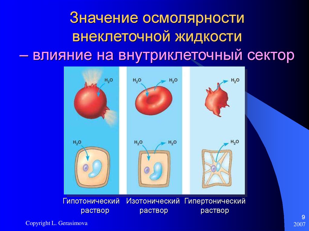 Изотонический и гипертонический раствор. Гипертонический гипотонический и изотонический. Внеклеточная жидкость. Гипотонический и гипертонический растворы.