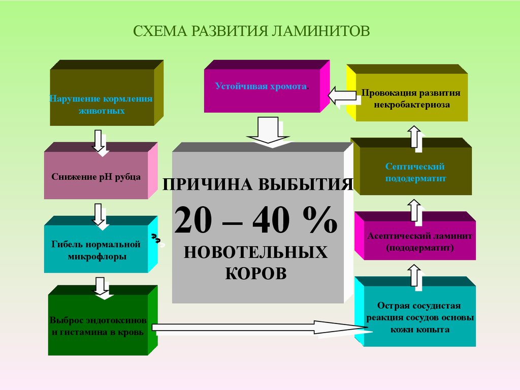 СХЕМА РАЗВИТИЯ ЛАМИНИТОВ