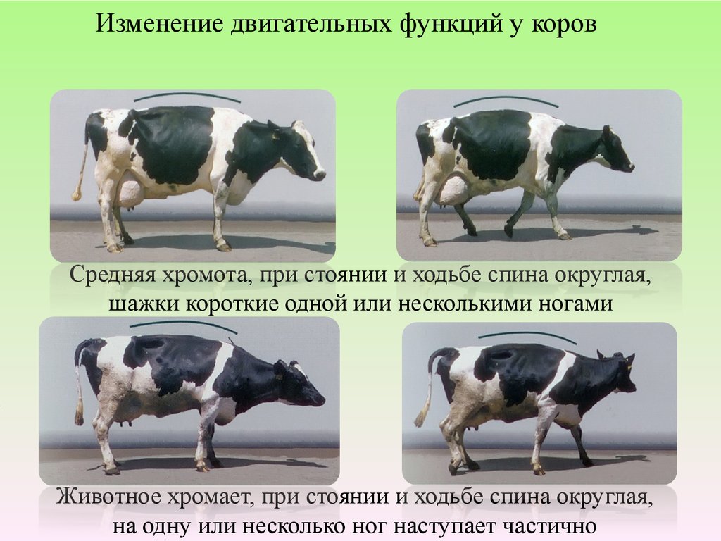 Высоко продуктивная. Высокопродуктивные коровы. Оценка хромоты коров.
