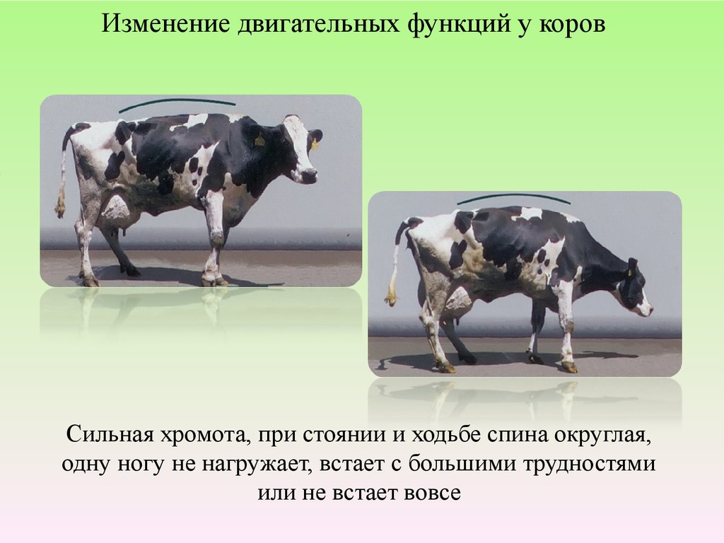 Высоко продуктивная. Высокопродуктивных молочных коров. Высокопродуктивные коровы. Кормление высокопродуктивных коров.