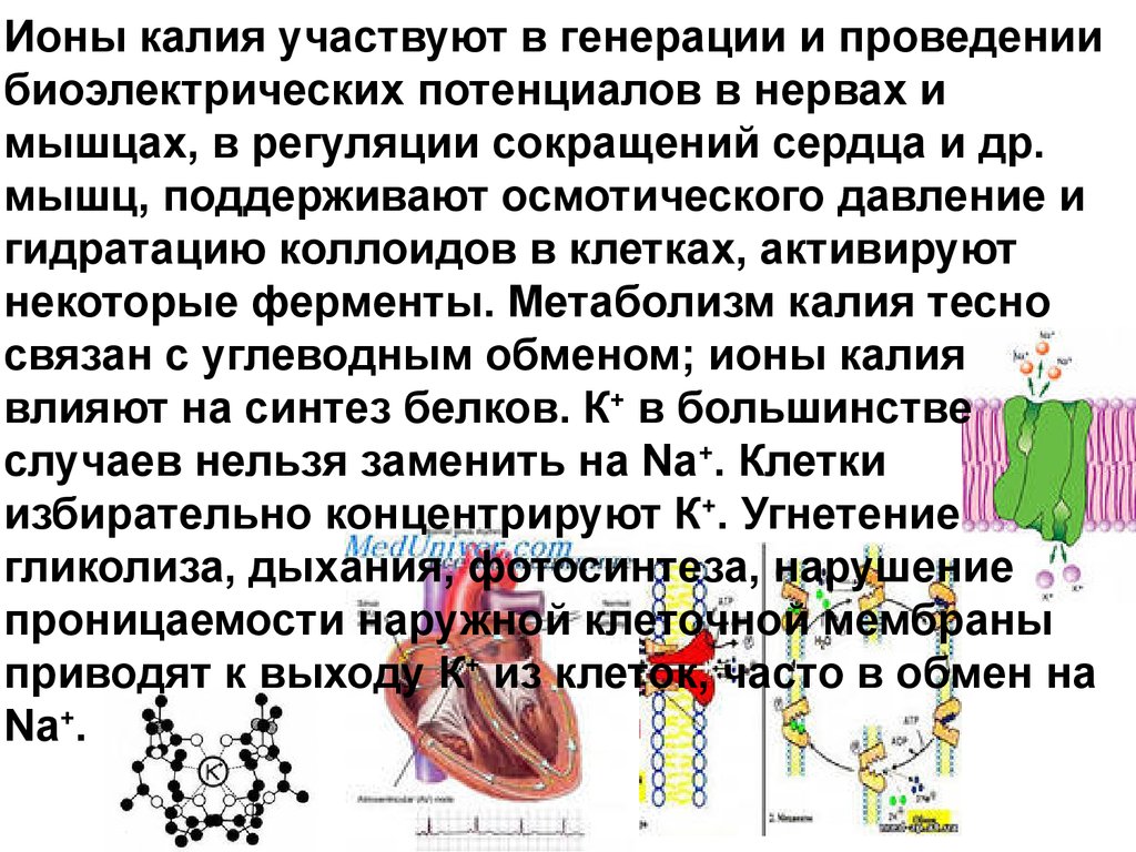 Возможность какой деятельности не предусматривает использование биоэлектрического. Участвуют в регуляции мышечных сокращений ионы. Ионы калия участвуют. Калий в мышечном сокращении. Ион калия.