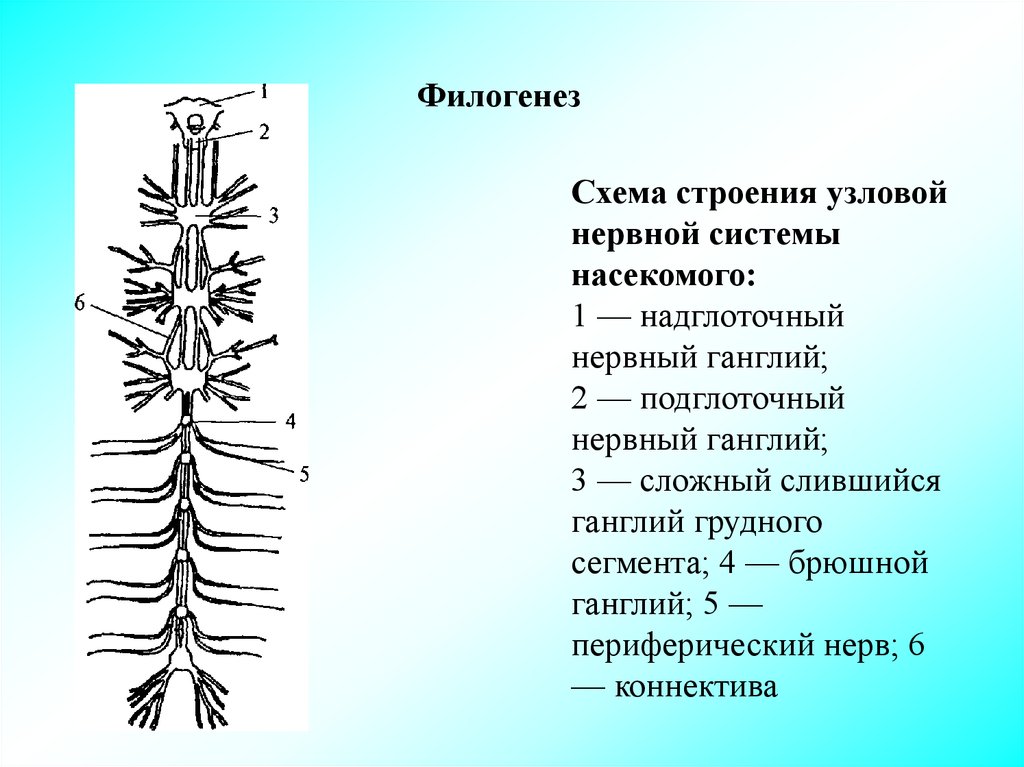 Диффузно узловая трубчатой нервной системы. Схема строения Узловой нервной системы насекомого:. Узловая нервная система схема. Нервная система насекомых схема. Строение Узловой нервной системы.