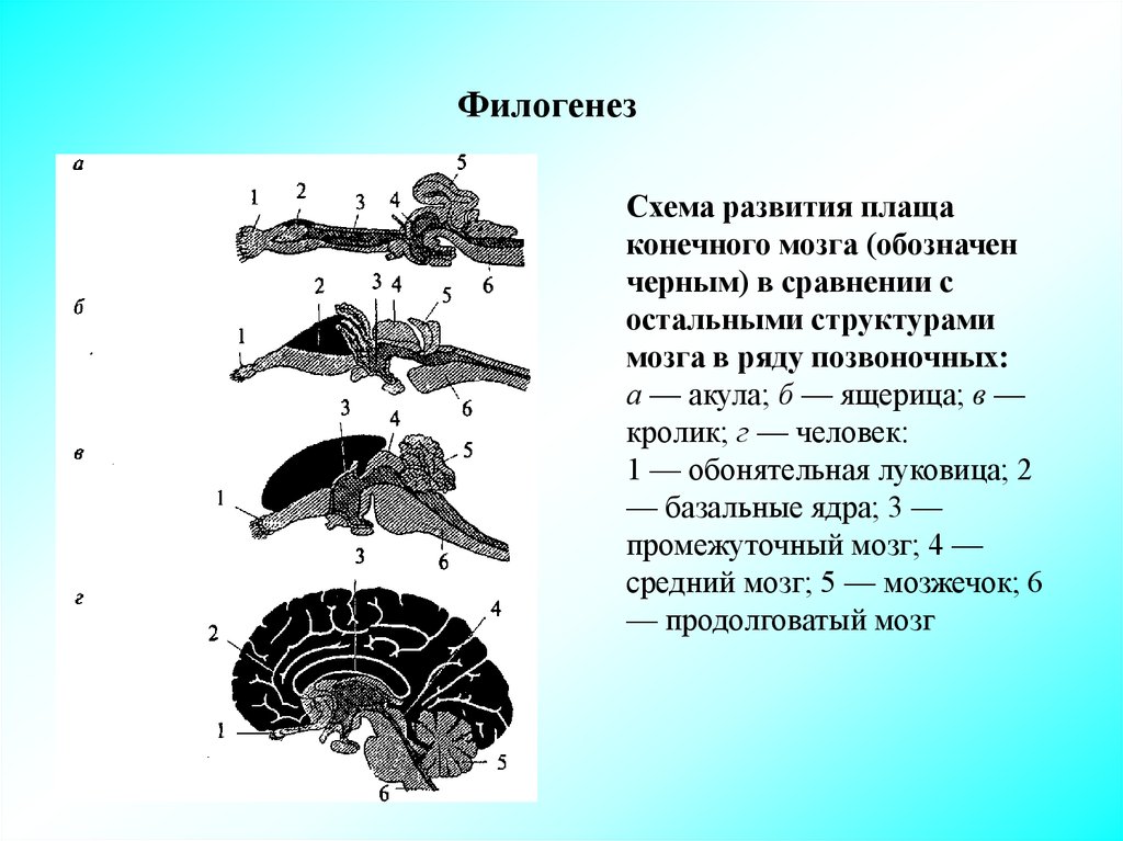 Филогенез. Филогенез головного мозга. Филогенез головного мозга позвоночных. Развитие коры головного мозга в филогенезе. Филогенез конечного мозга.