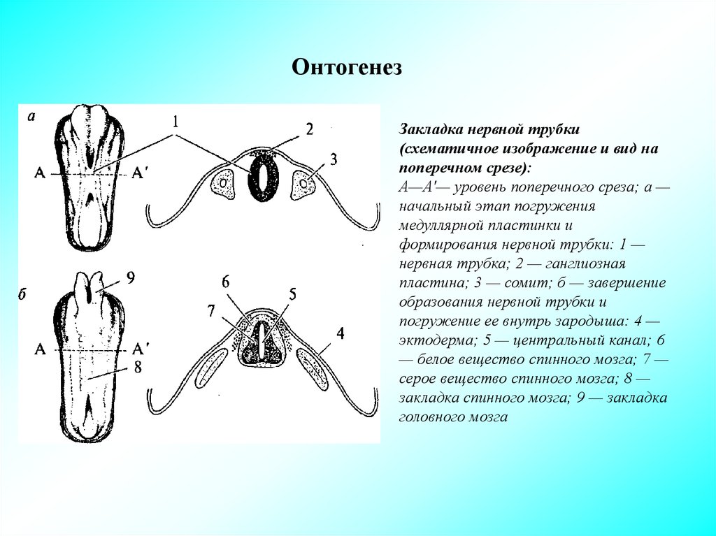 Образование кишечной трубки закладка нервной трубки формирование
