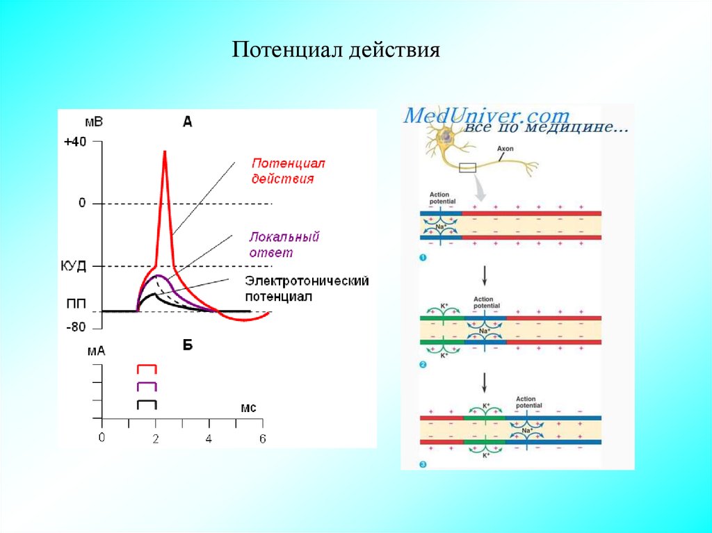 Потенциал действия физиология презентация