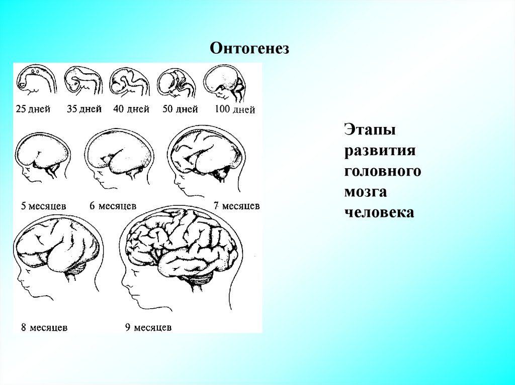 Уровень развития мозга. Схема развития головного мозга в онтогенезе. Схему развития головного мозга человека. Фронтальная схема развития головного мозга человека. Этапы развития головного мозга в онтогенезе.
