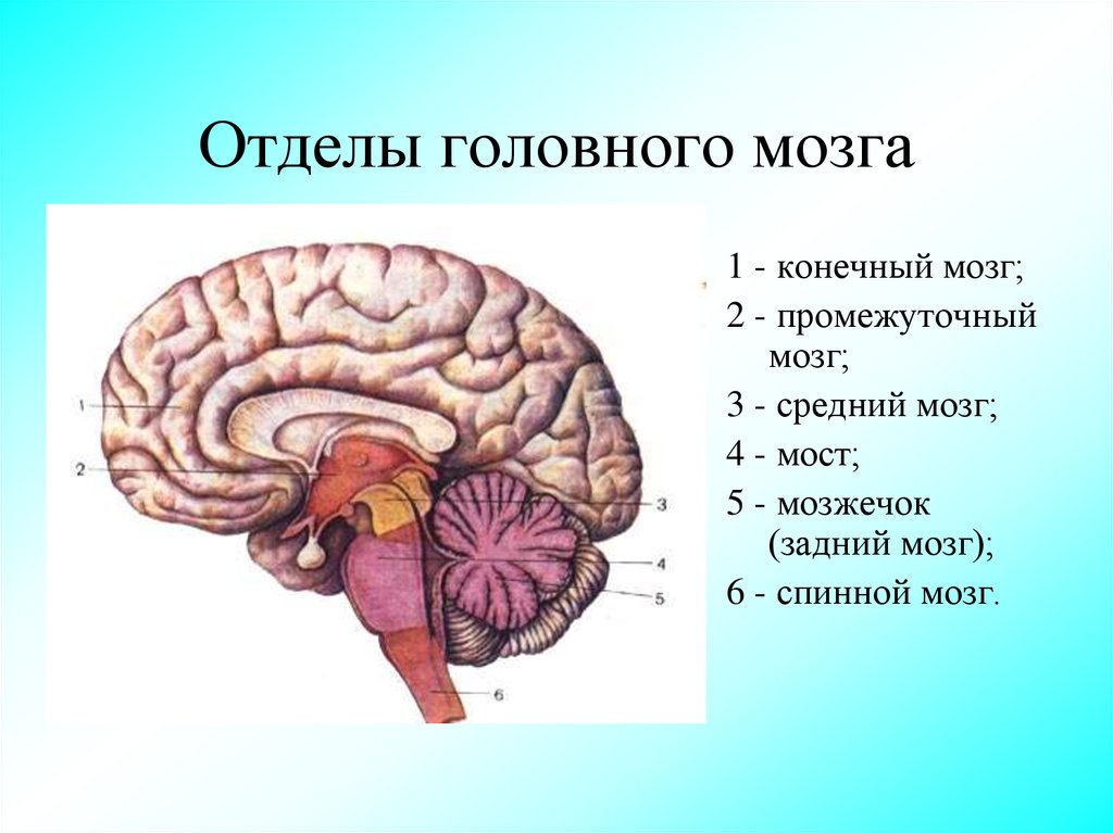 Задний отдел головного мозга состоит. Отделы головного головного мозга. Отделы головного мозга 8 класс биология. Отделы мозга конечный мозг. Пять основных отделов головного мозга.